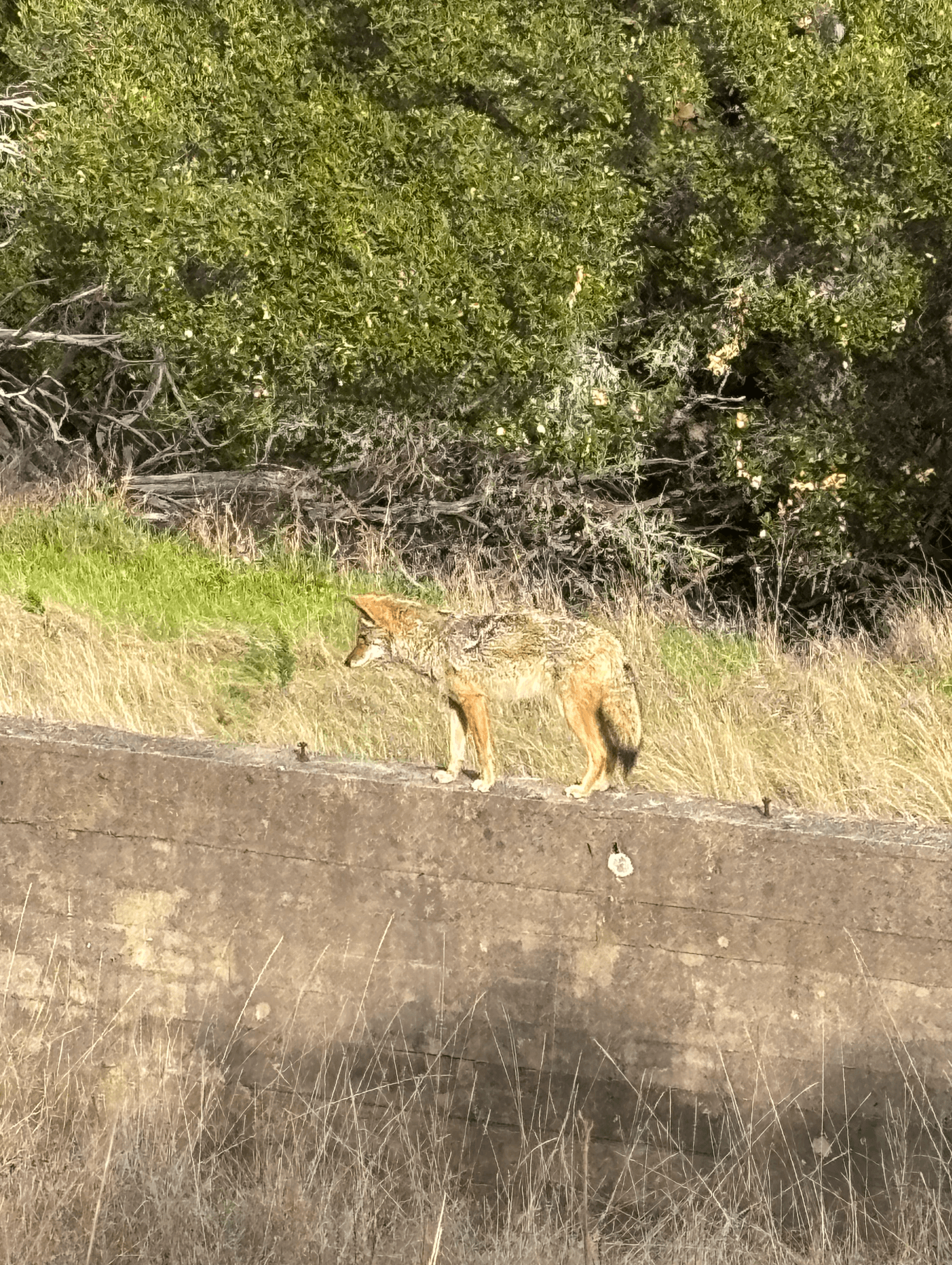 we saw a coyote in the wild